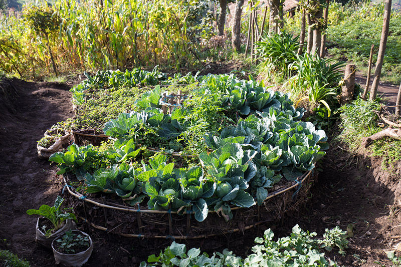 Kitchen Gardens Improve Health in Rwanda - ADRA Canada