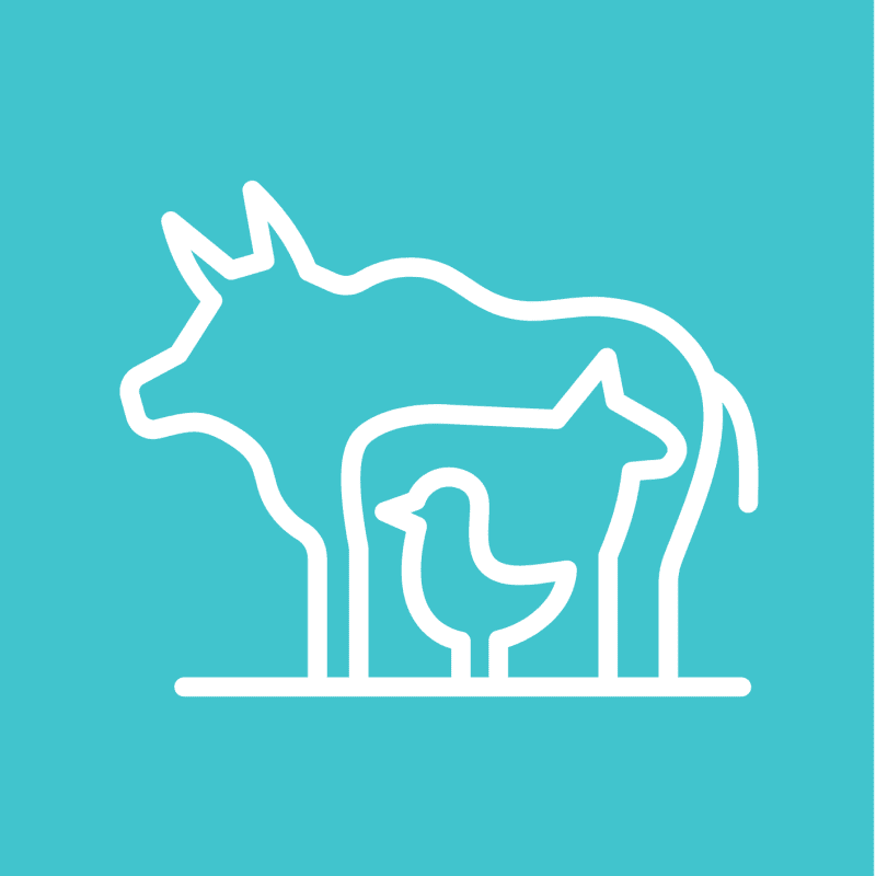 Support Livestock with a Forage Seeds