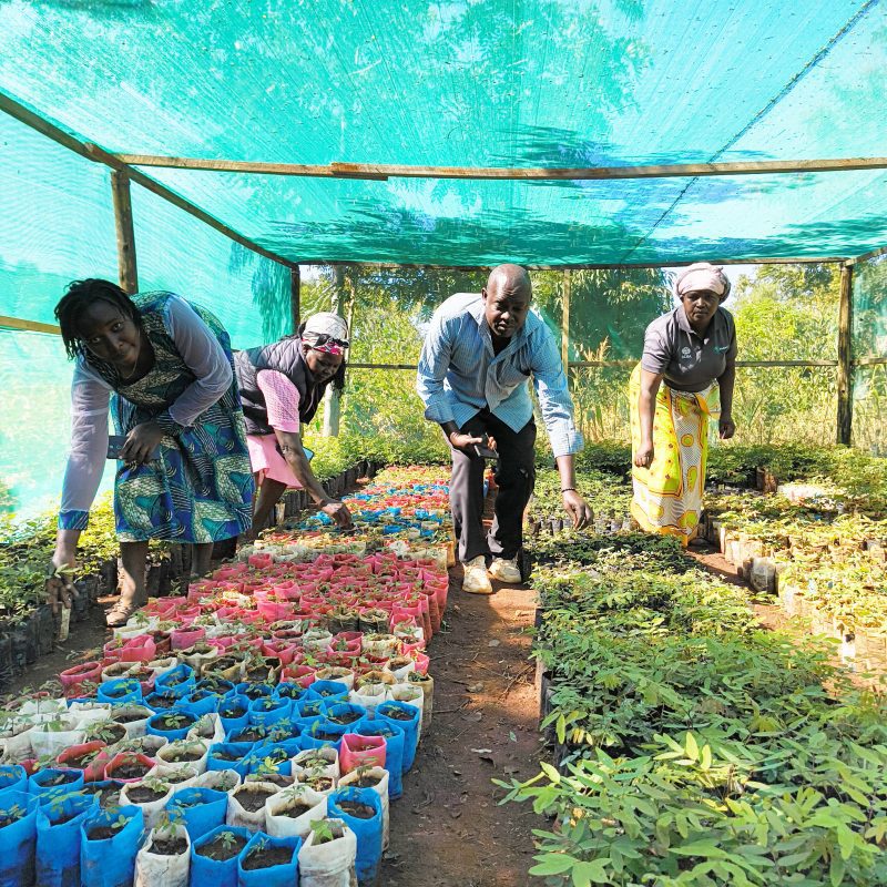 ADRA Canada Gift Catalogue Tree nursery of New Nthogoni SHG