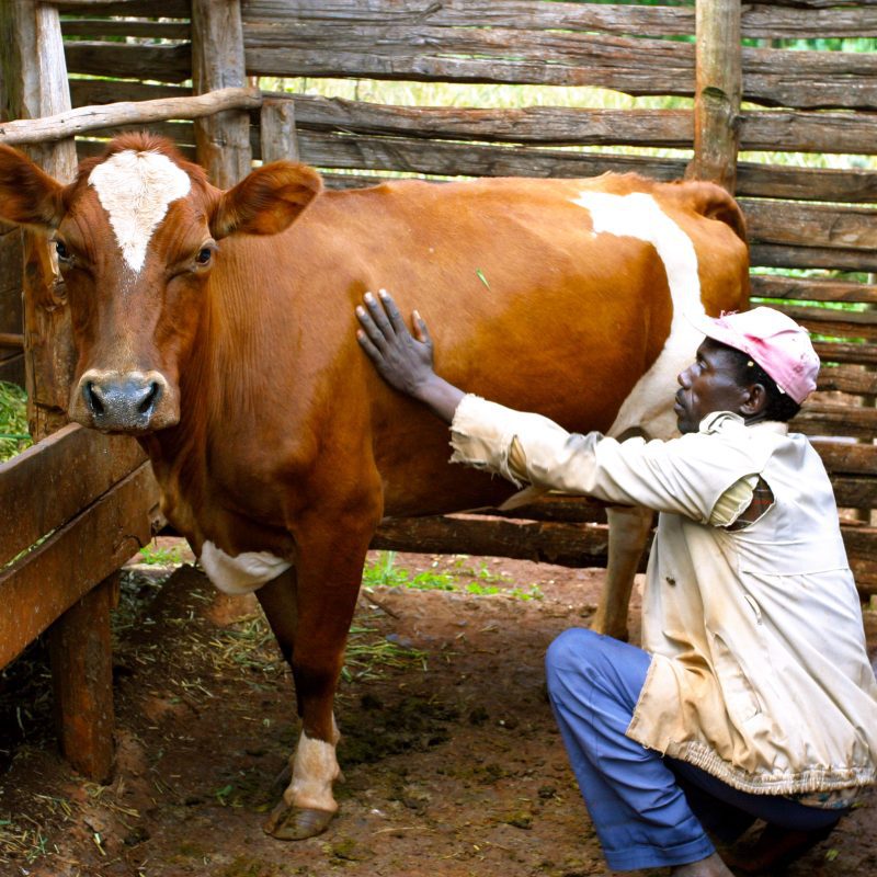 ADRA Canada Gift Catalogue - Improve Livestock Breeds with Insemination