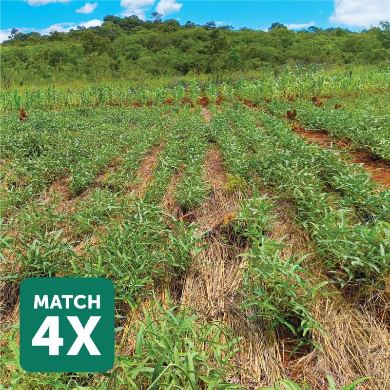 ADRA Canada Gift Catalogue - Livestock-Feed-Support