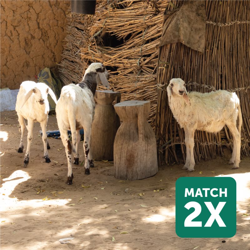 ADRA Canada Gift Catalogue - Provide-a-Breeding-Buck-to-a-Community