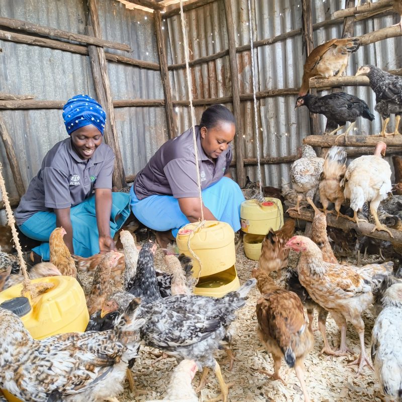 ADRA Canada Gift Catalogue - Provide a Poultry Kit