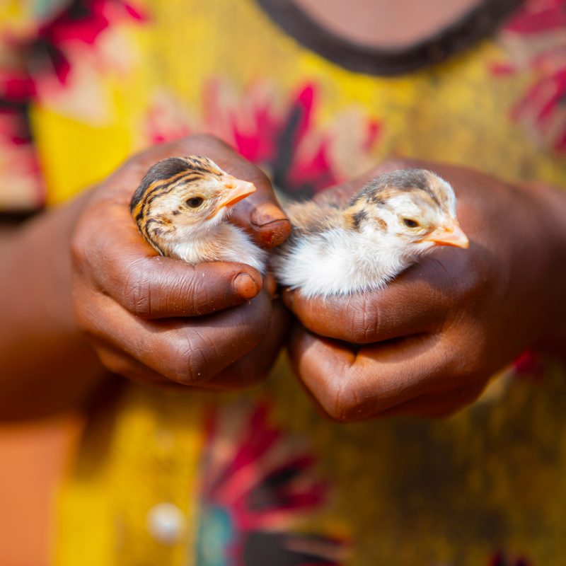 ADRA Canada Gift Catalogue - Support a Community with a Chick Incubator