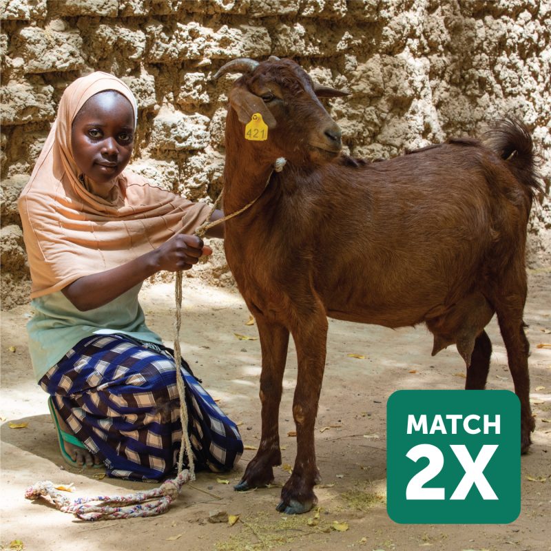 ADRA Canada Gift Catalogue - Support-a-Family-by-Providing-Goats