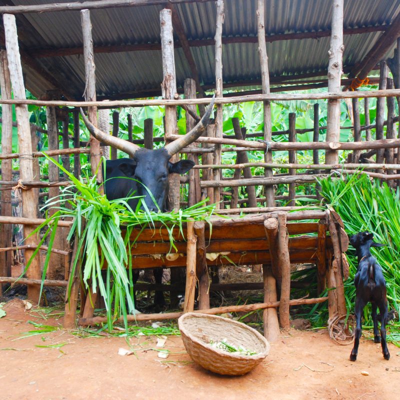 ADRA Canada Gift Catalogue - Support a Low-Cost Model Animal Shed